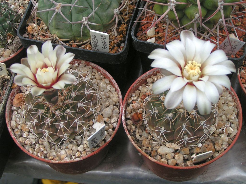 Gymnocalycium guehlianum